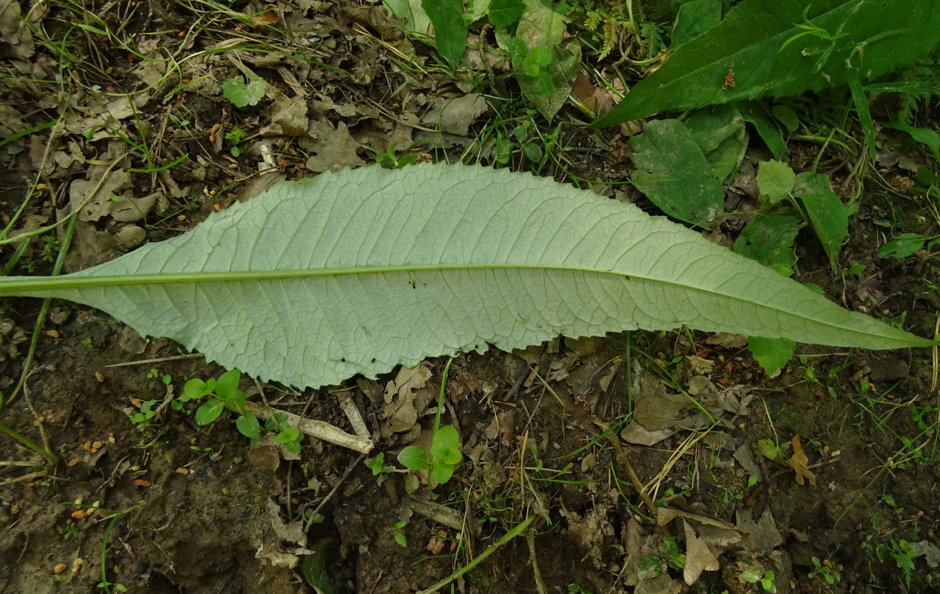 Image of Cirsium heterophyllum specimen.