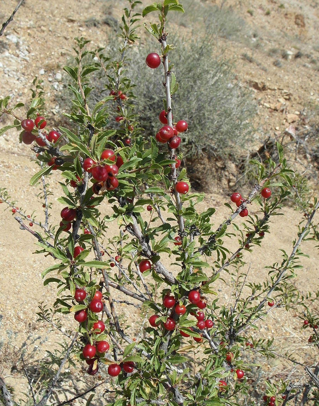 Image of Cerasus tianshanica specimen.