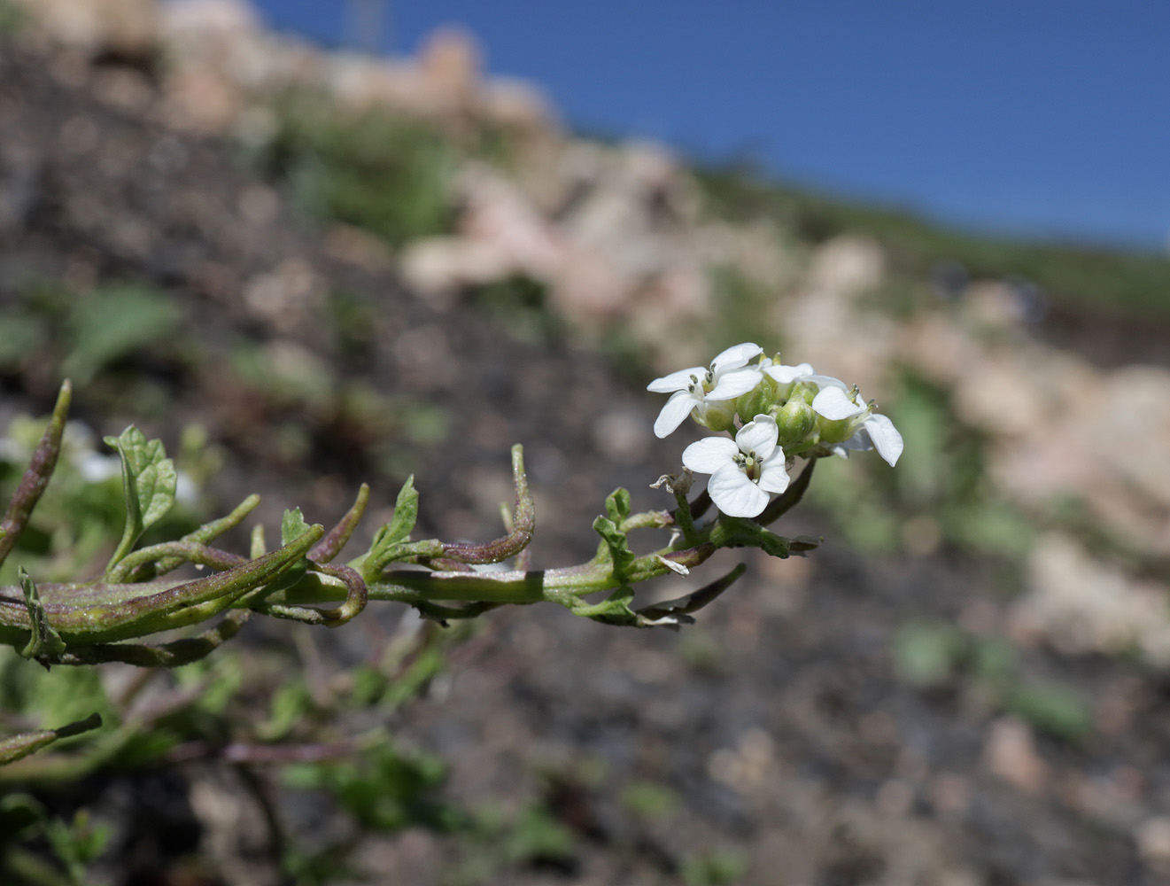 Image of Alliaria taurica specimen.