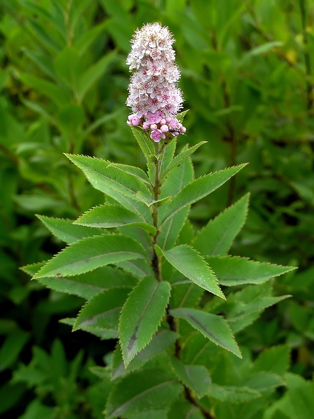 Image of Spiraea salicifolia specimen.