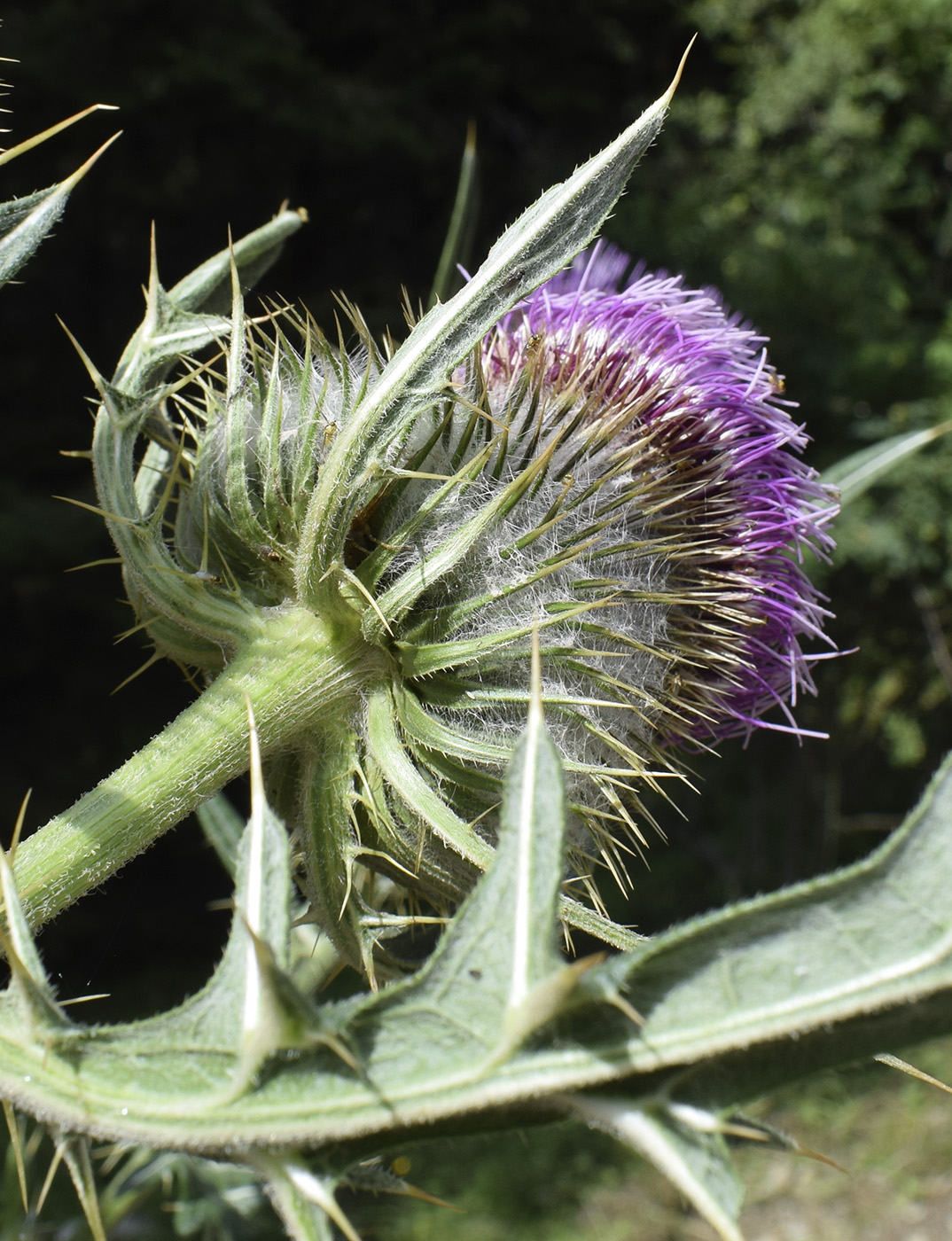 Изображение особи род Cirsium.