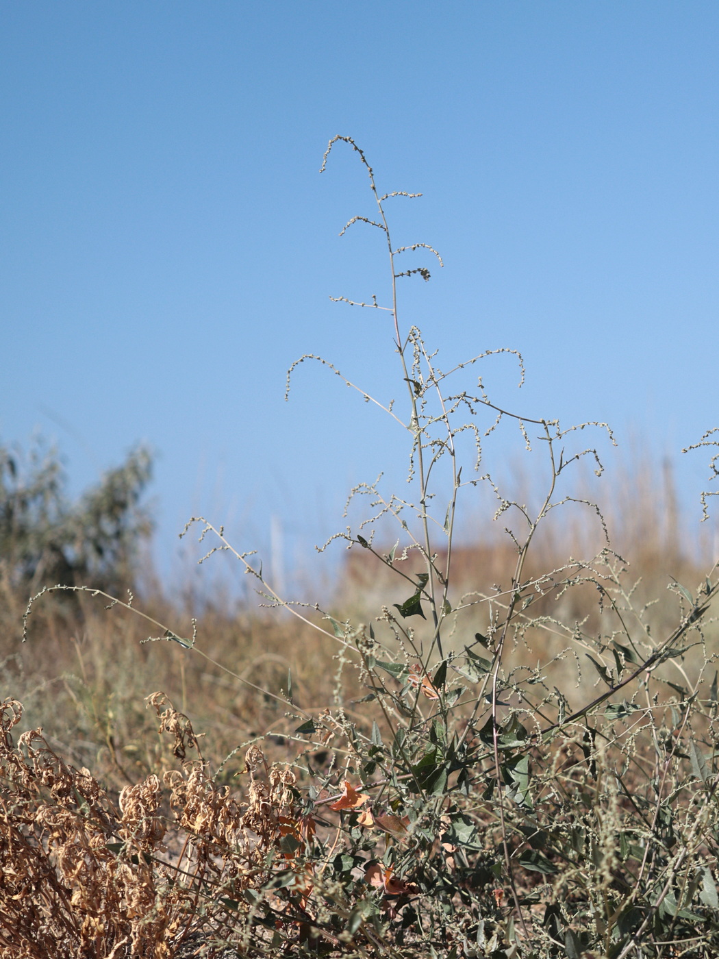 Изображение особи Atriplex patula.