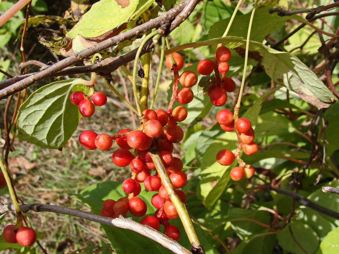 Image of Schisandra chinensis specimen.