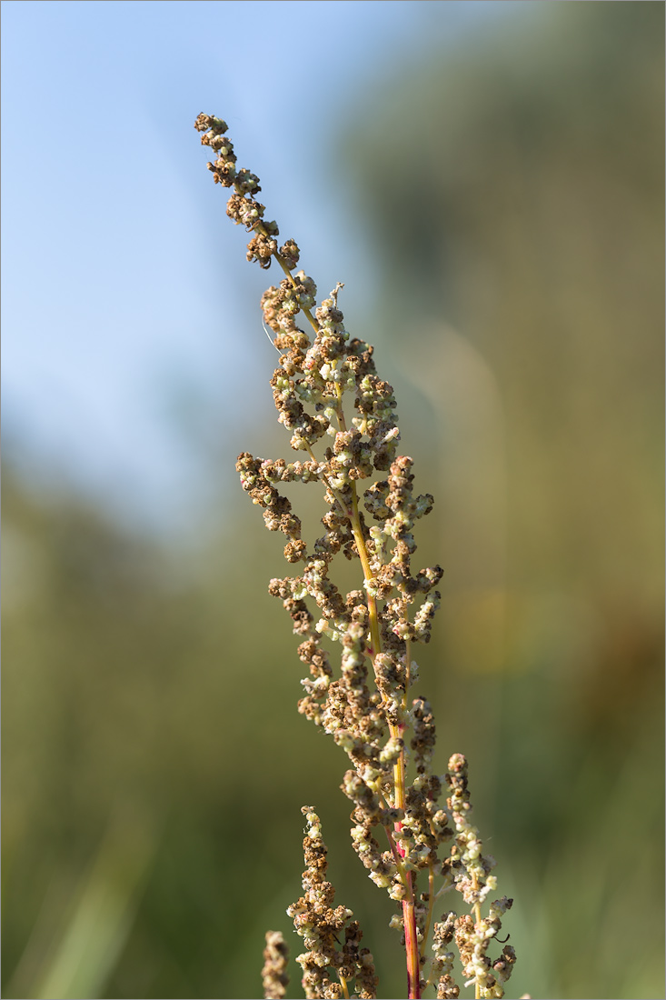 Изображение особи род Chenopodium.