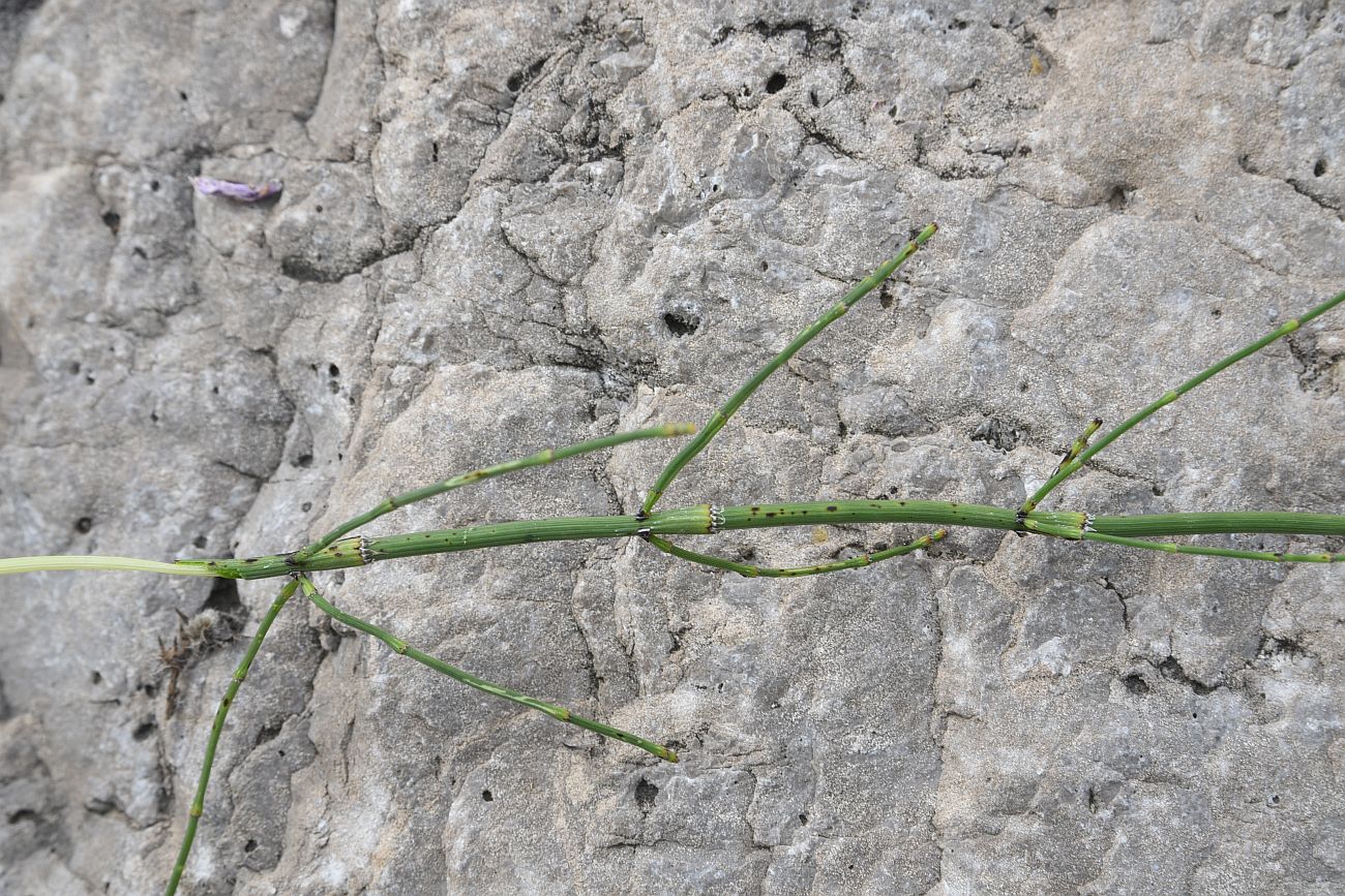 Изображение особи Equisetum ramosissimum.