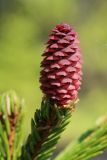 Picea abies