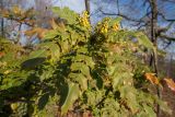 Mahonia bealei