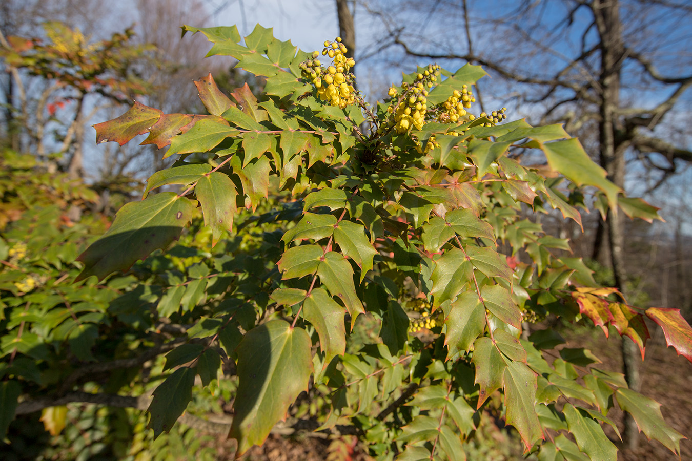 Изображение особи Mahonia bealei.