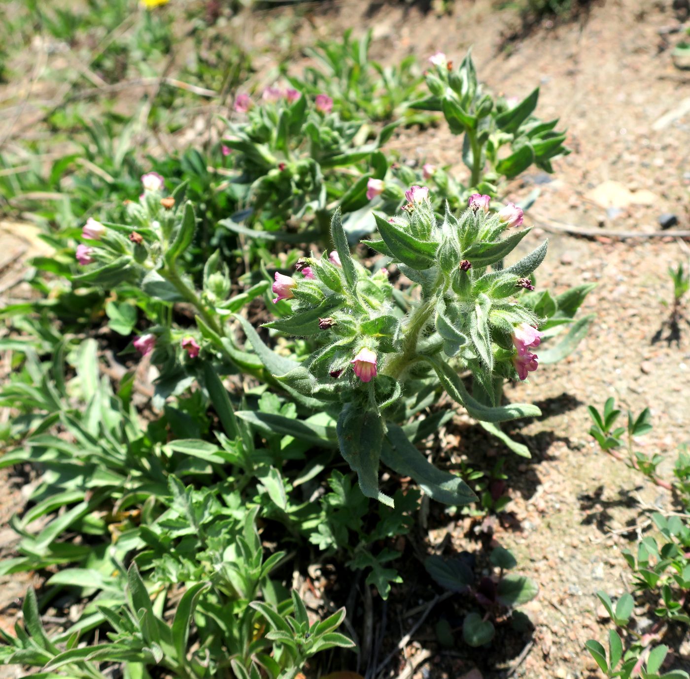 Image of genus Nonea specimen.