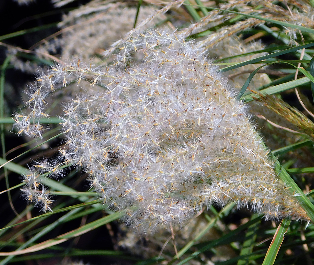 Image of Miscanthus sinensis specimen.