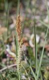 genus Carex. Верхушка побега с соцветиями. Испания, автономное сообщество Каталония, провинция Жирона, комарка Ла-Гарроча, муниципалитет Ла-Валь-де-Бианья, подр-н (субкомарка) Л’Альта-Гарроча, окр. дер. Sant Salvador de Bianya, 643 м н.у.м., средняя часть склона зап. экспозиции, обочина дороги. 12.04.2024.