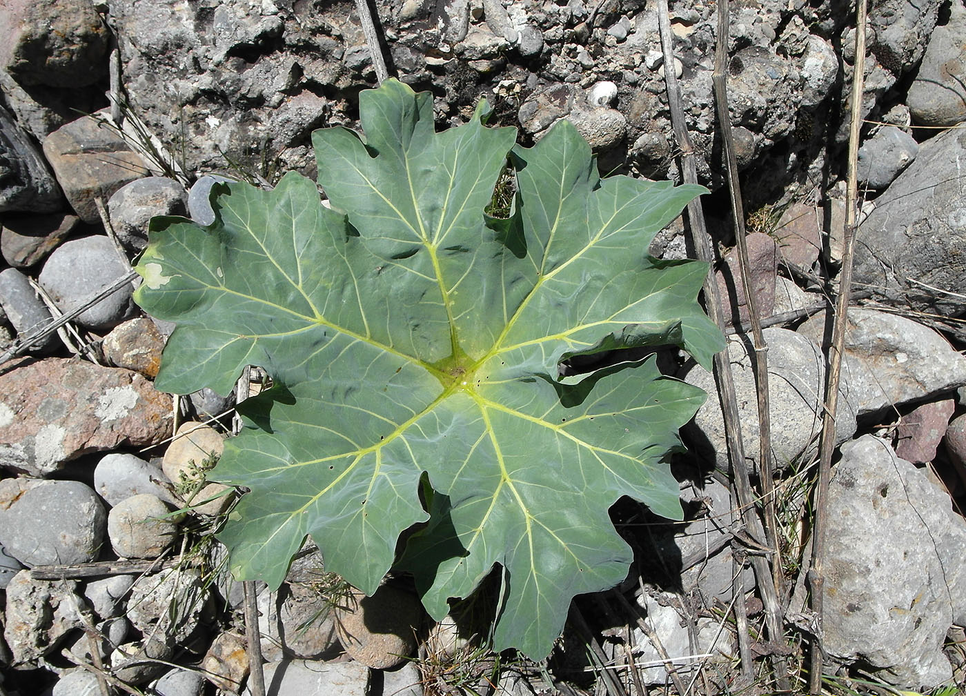 Изображение особи Megacarpaea orbiculata.