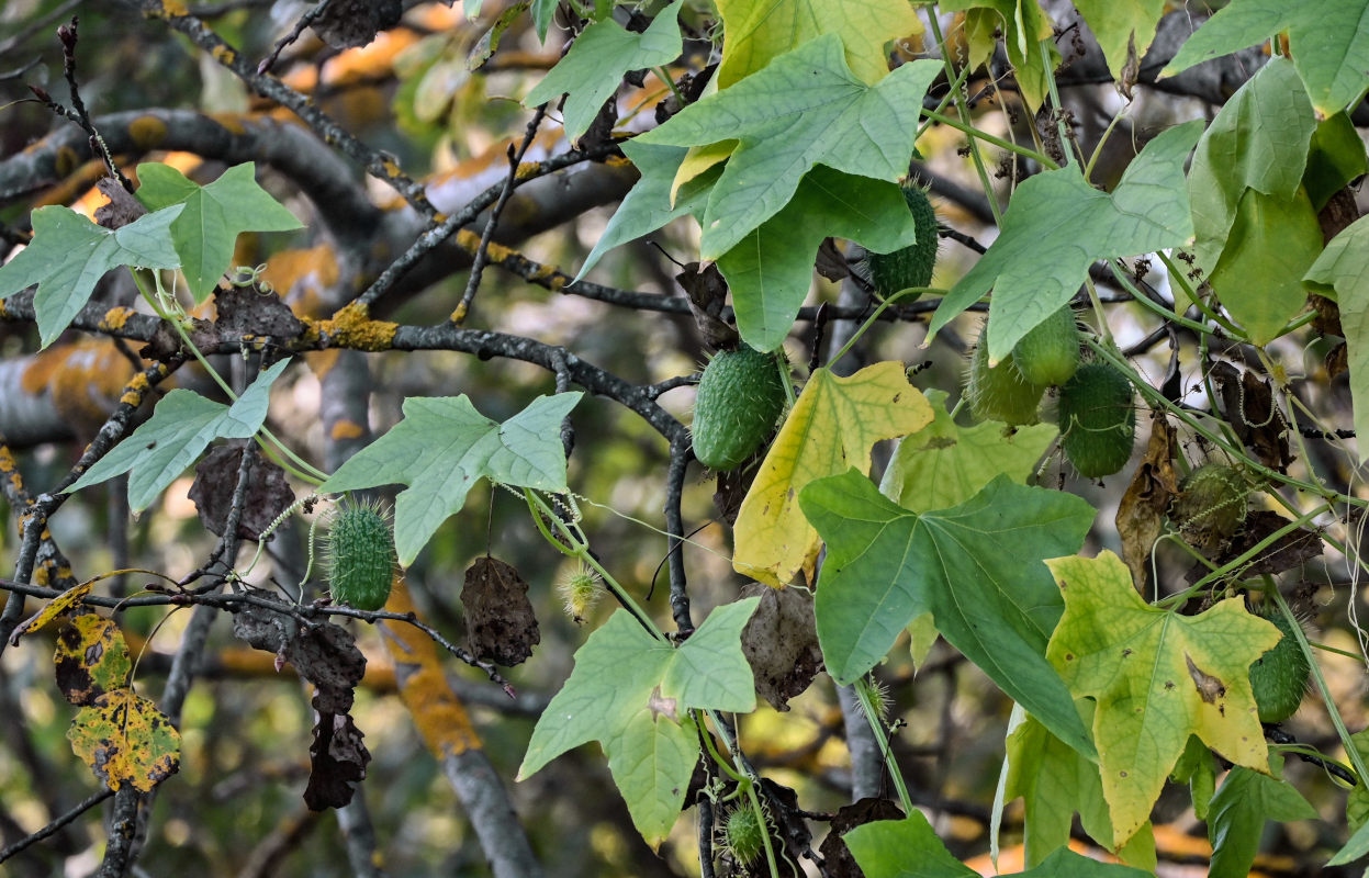 Изображение особи Echinocystis lobata.