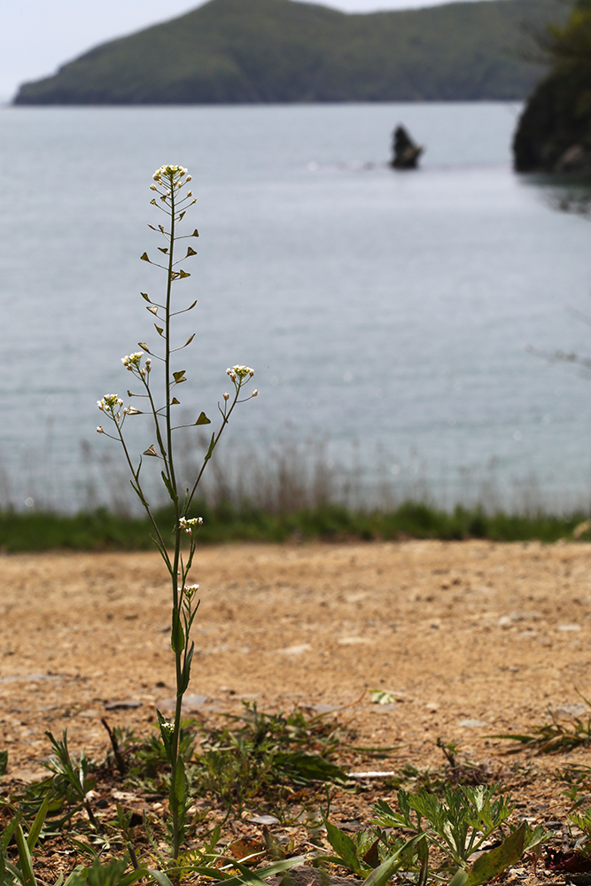 Image of Capsella bursa-pastoris specimen.