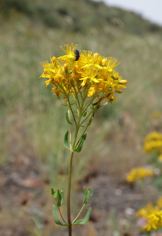 Изображение особи Hypericum scabrum.