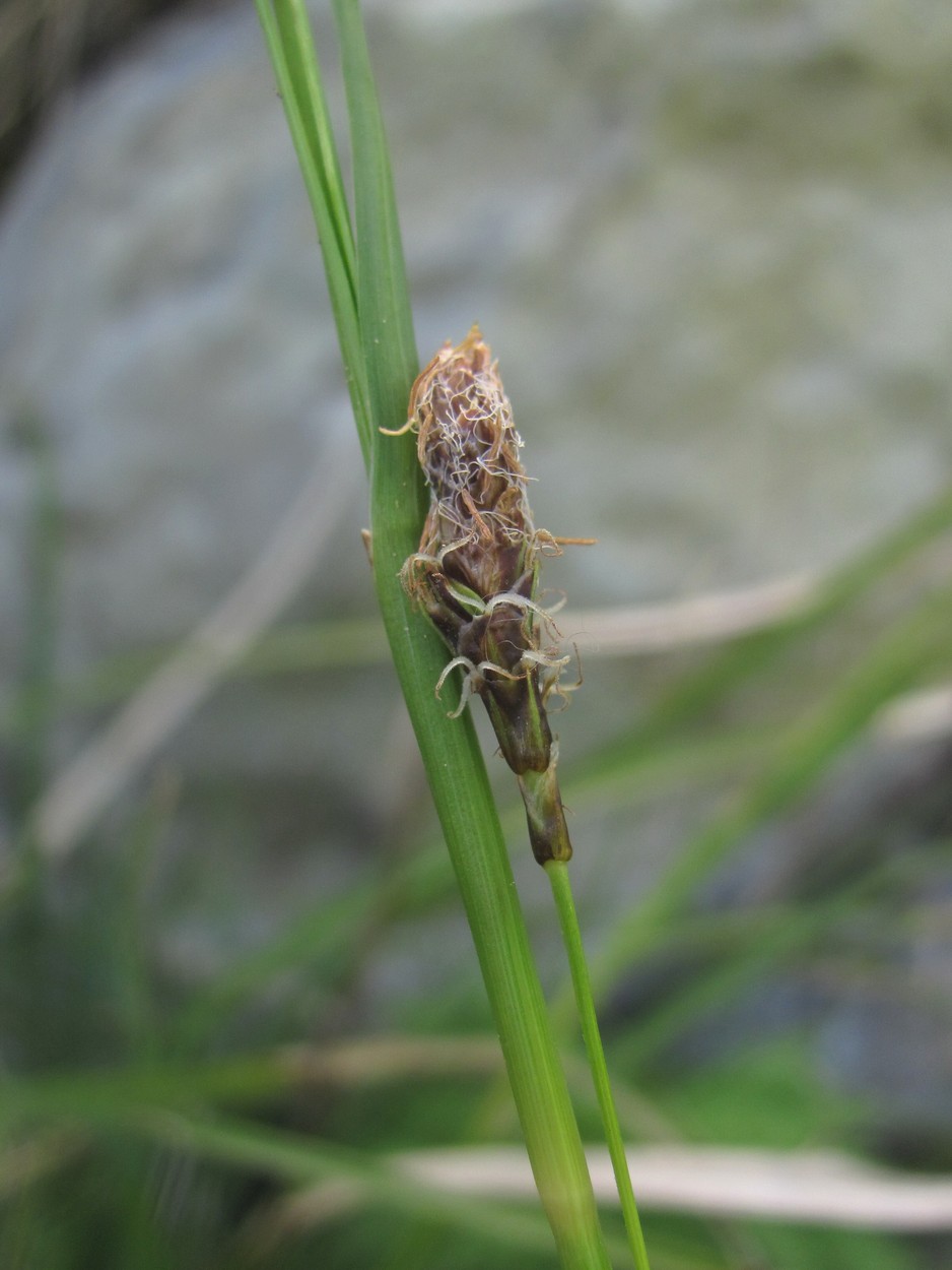 Image of genus Carex specimen.