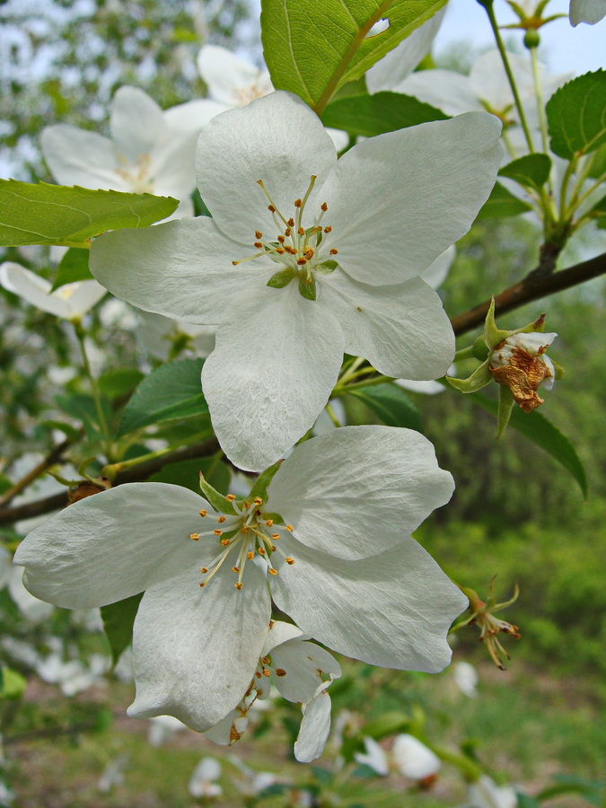 Image of Malus baccata specimen.