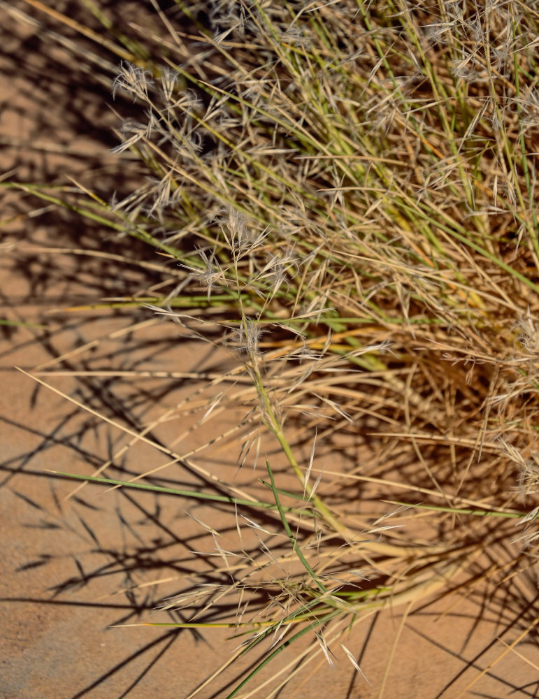 Изображение особи семейство Poaceae.