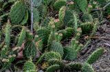 genus Opuntia. Верхушки побегов с незрелыми плодами. Грузия, г. Тбилиси, каменистый сухой склон. 10.06.2023.