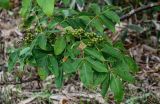 Phellodendron sachalinense. Верхушка ветви с плодами. Сахалин, Холмский гор. округ, окр. мыса Слепиковского, опушка смешанного леса. 26.08.2023.