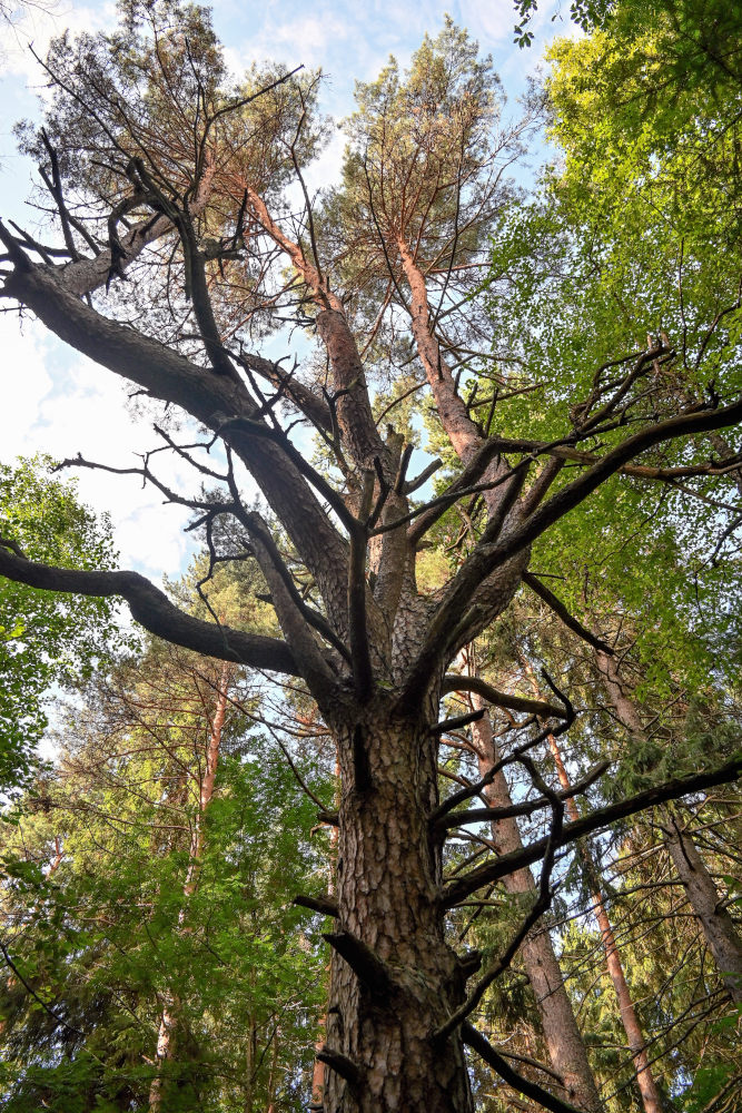 Изображение особи Pinus sylvestris.