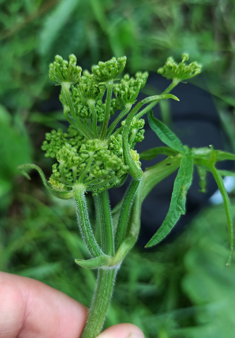 Изображение особи Heracleum sibiricum.