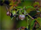 Rubus idaeus