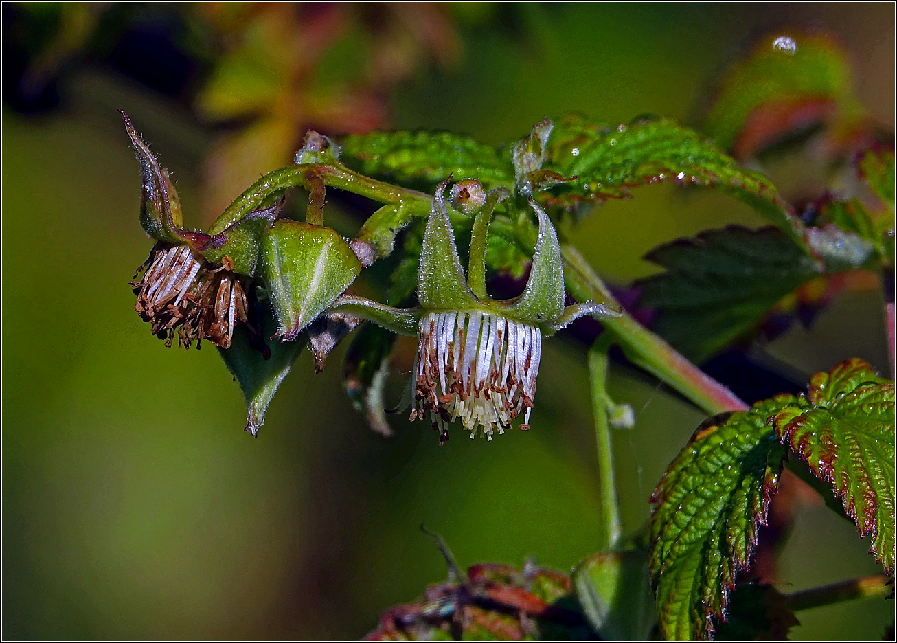 Изображение особи Rubus idaeus.