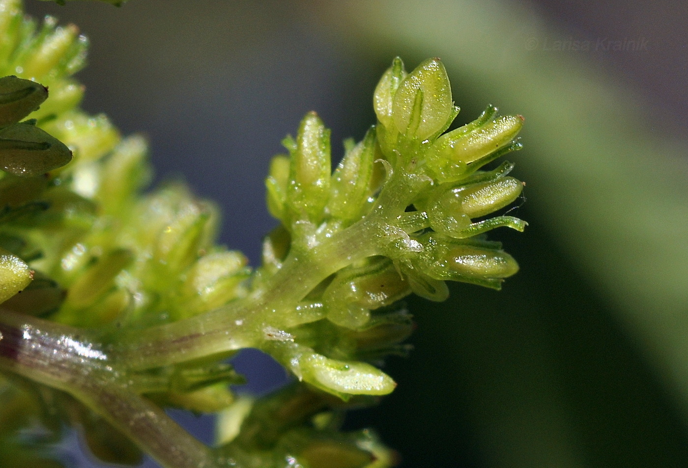 Image of Pilea mongolica specimen.