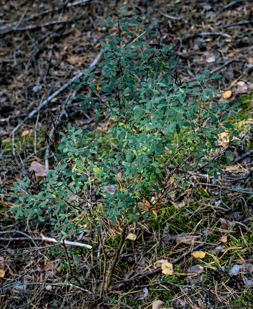 Image of Chamaecytisus ruthenicus specimen.