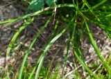 Carex pyrophila. Листья. Камчатский край, Елизовский р-н, влажный луг на берегу оз. Тахколоч. 04.08.2024.