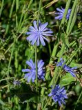 Cichorium intybus. Побеги с соцветиями. Вологодская обл., Вологодский р-н, окр. дер. Кирики-Улита, окраина поля. 14.07.2024.