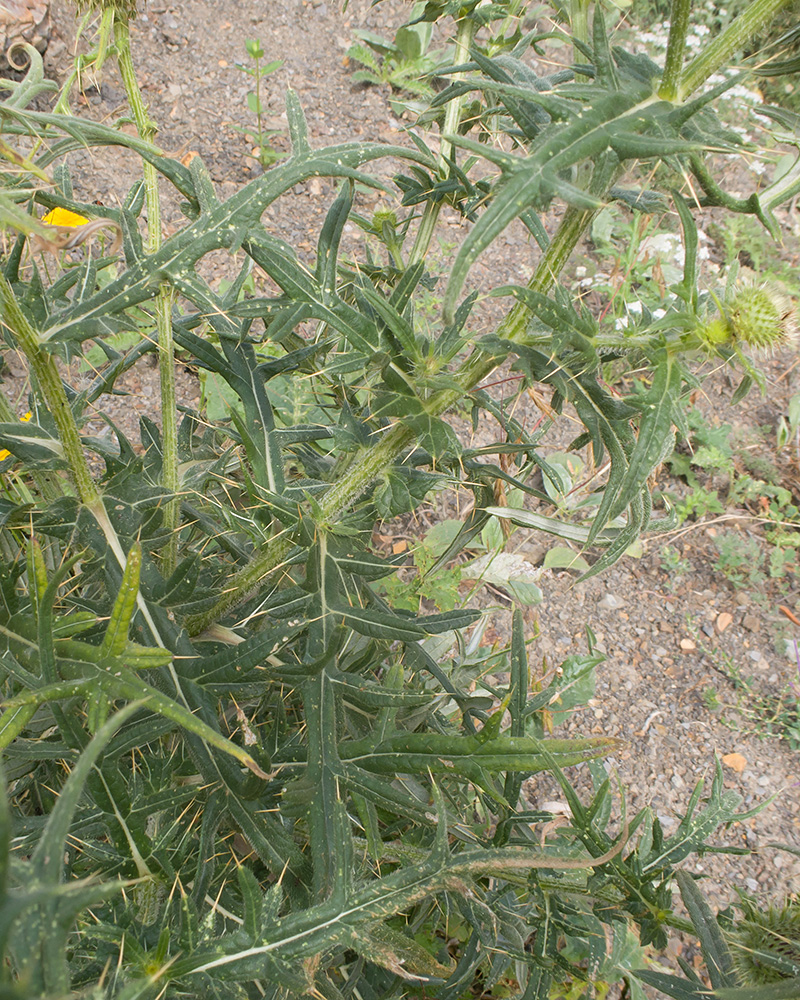 Изображение особи Cirsium ciliatum.