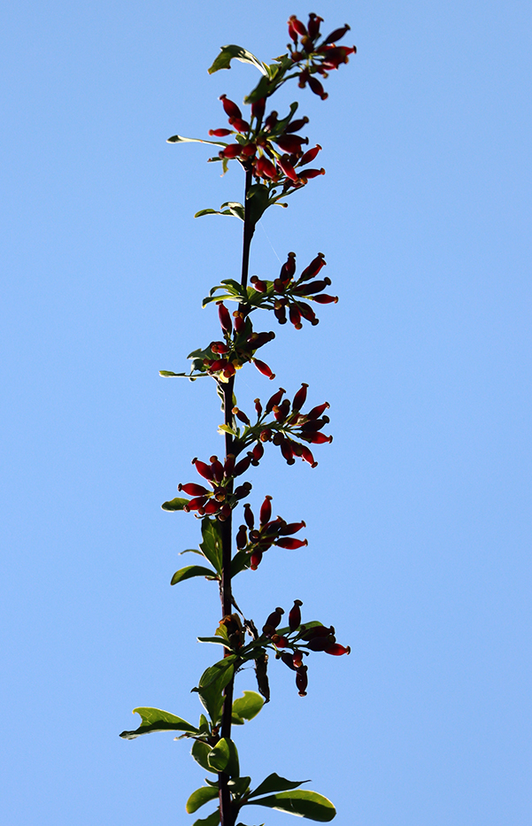 Image of Berberis integerrima specimen.