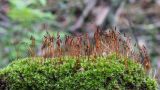 род Bryum