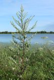 Artemisia vulgaris. Верхушка растения с бутонизирующими соцветиями. Беларусь, Витебская обл., окр. пос. Езерище, берег оз. Езерище у зашейка р. Оболь, бровка склона, суходольный разнотравно-злаковый луг. 14.07.2024.