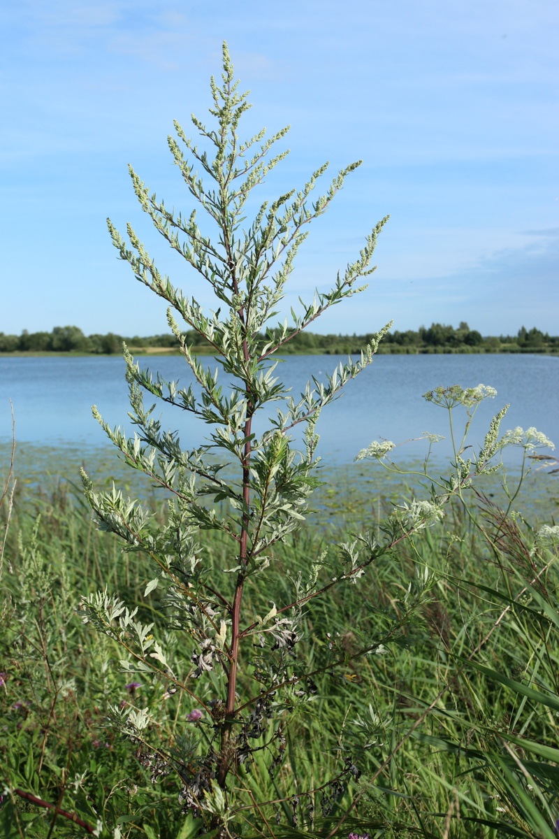 Image of Artemisia vulgaris specimen.