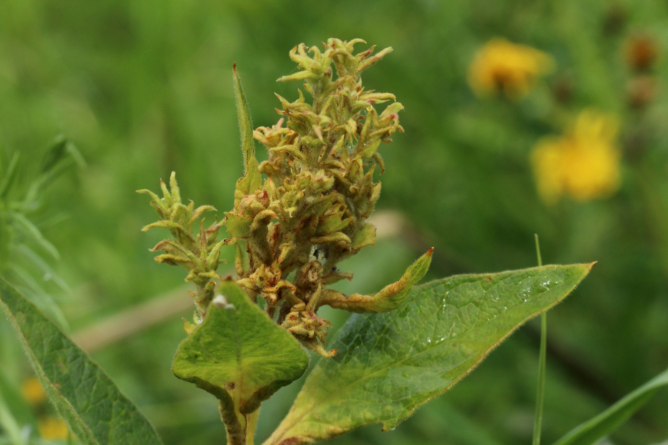 Изображение особи Lysimachia vulgaris.