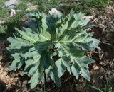 Megacarpaea orbiculata. Лист. Казахстан, Туркестанская обл., Байдибекский р-н, предгорья хр. Сырдарьинский Каратау, ур. Ак-Мечеть, на каменисто-глинистом склоне. 29 марта 2025 г.