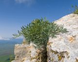 View full-size image Seseli petraeum