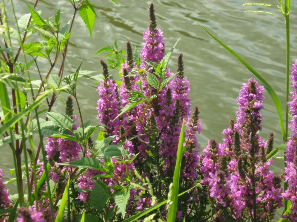 Image of Lythrum salicaria specimen.