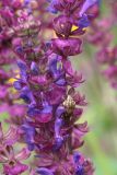 View full-size image Salvia nemorosa