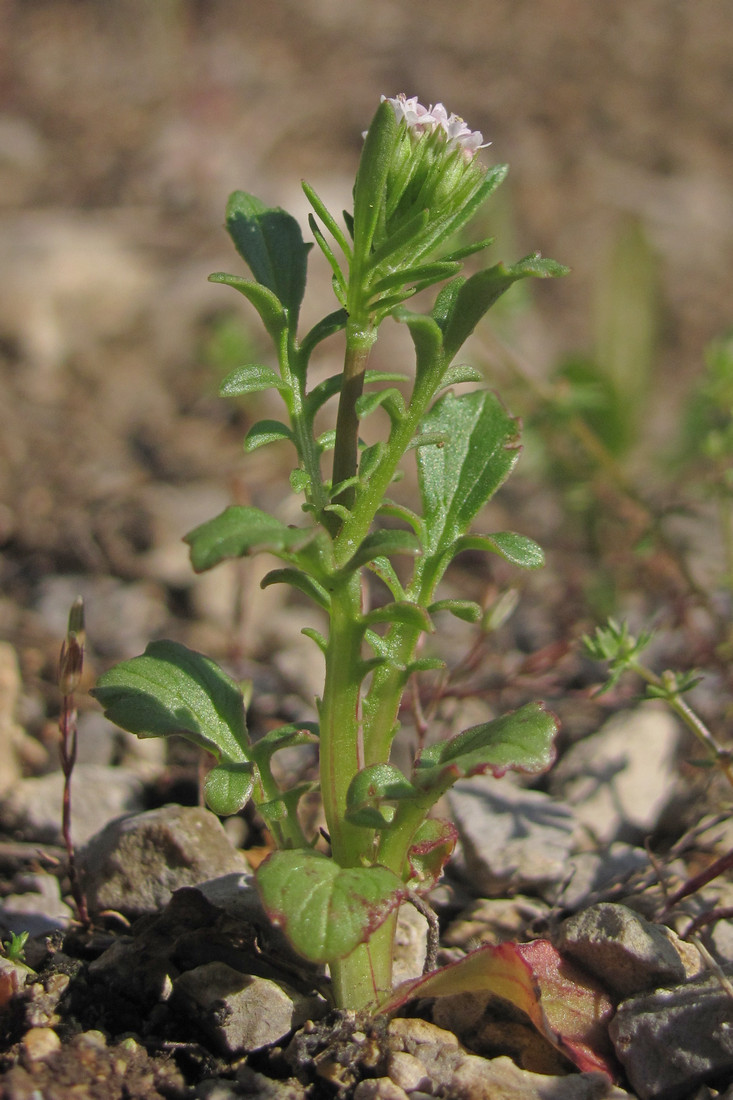 Image of Centranthus calcitrapae specimen.