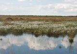 Eriophorum vaginatum. Аспект плодоносящих растений на краю зарастающего водоёма. Нидерланды, провинция Drenthe, заказник Fochteloërveen, верховое болото. 18 мая 2008 г.