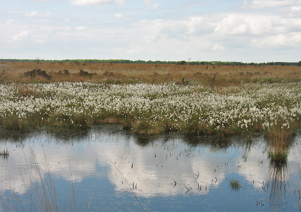 Изображение особи Eriophorum vaginatum.