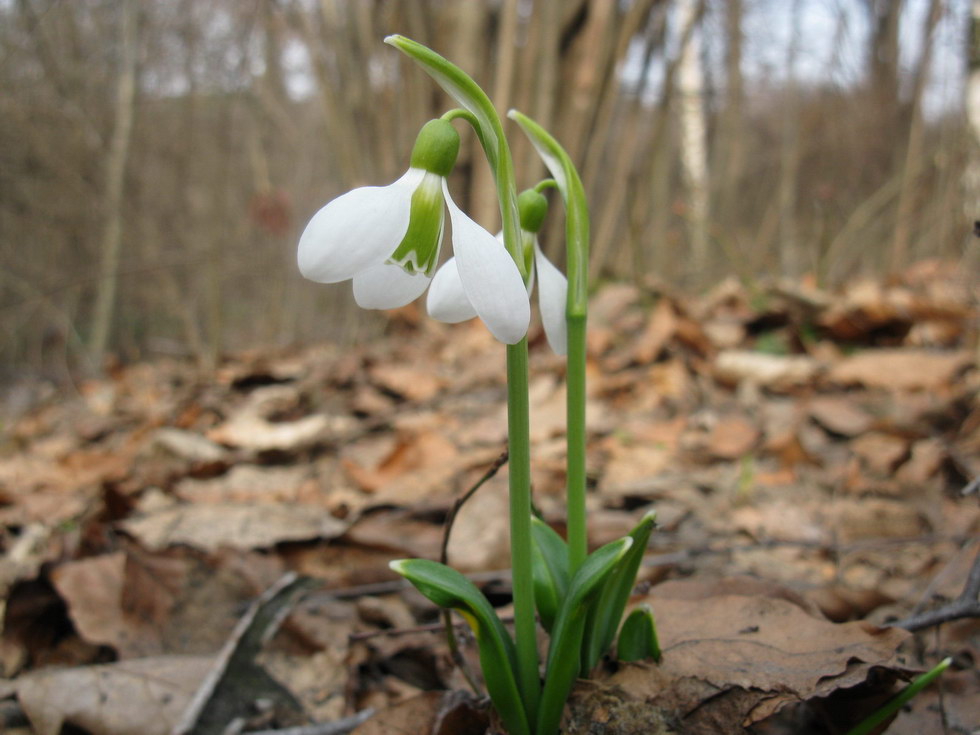 Image of Galanthus plicatus specimen.