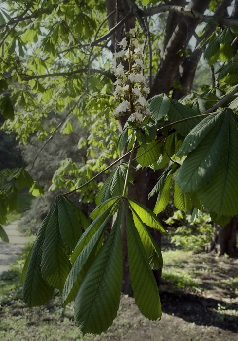 Изображение особи Aesculus hippocastanum.