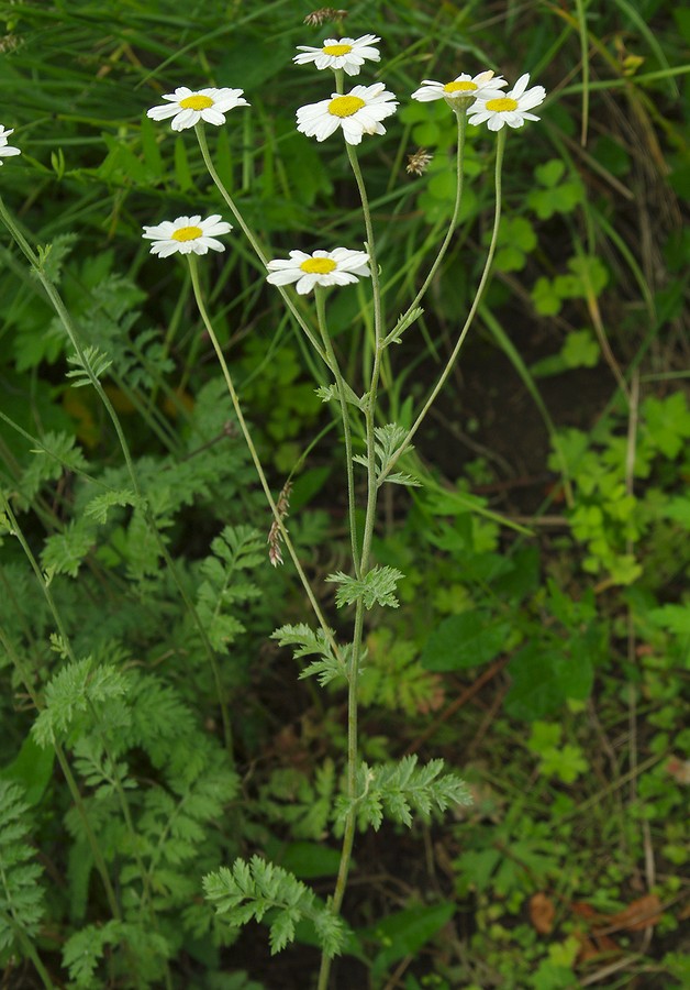 Изображение особи Pyrethrum poteriifolium.