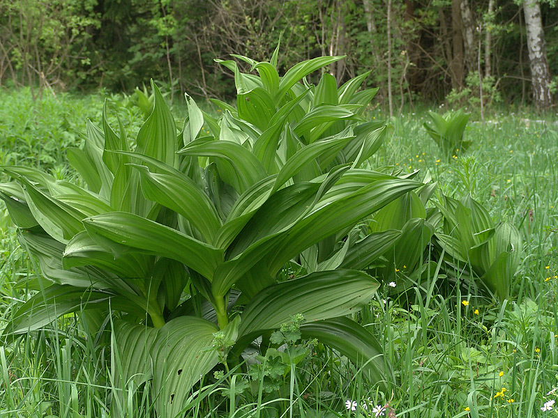 Image of Veratrum lobelianum specimen.