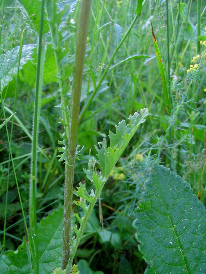 Изображение особи Senecio jacobaea.